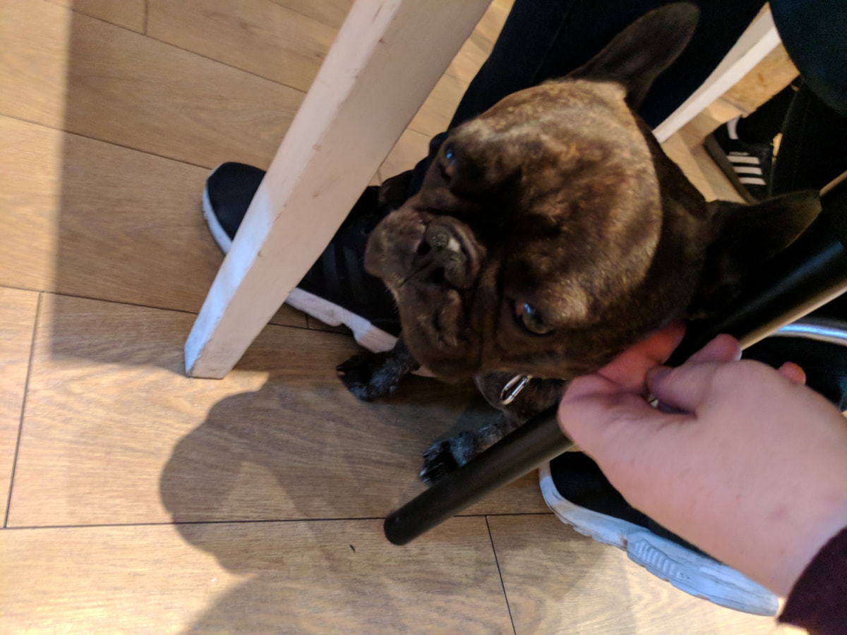 A very floppy looking dog hanging out for scritchies.