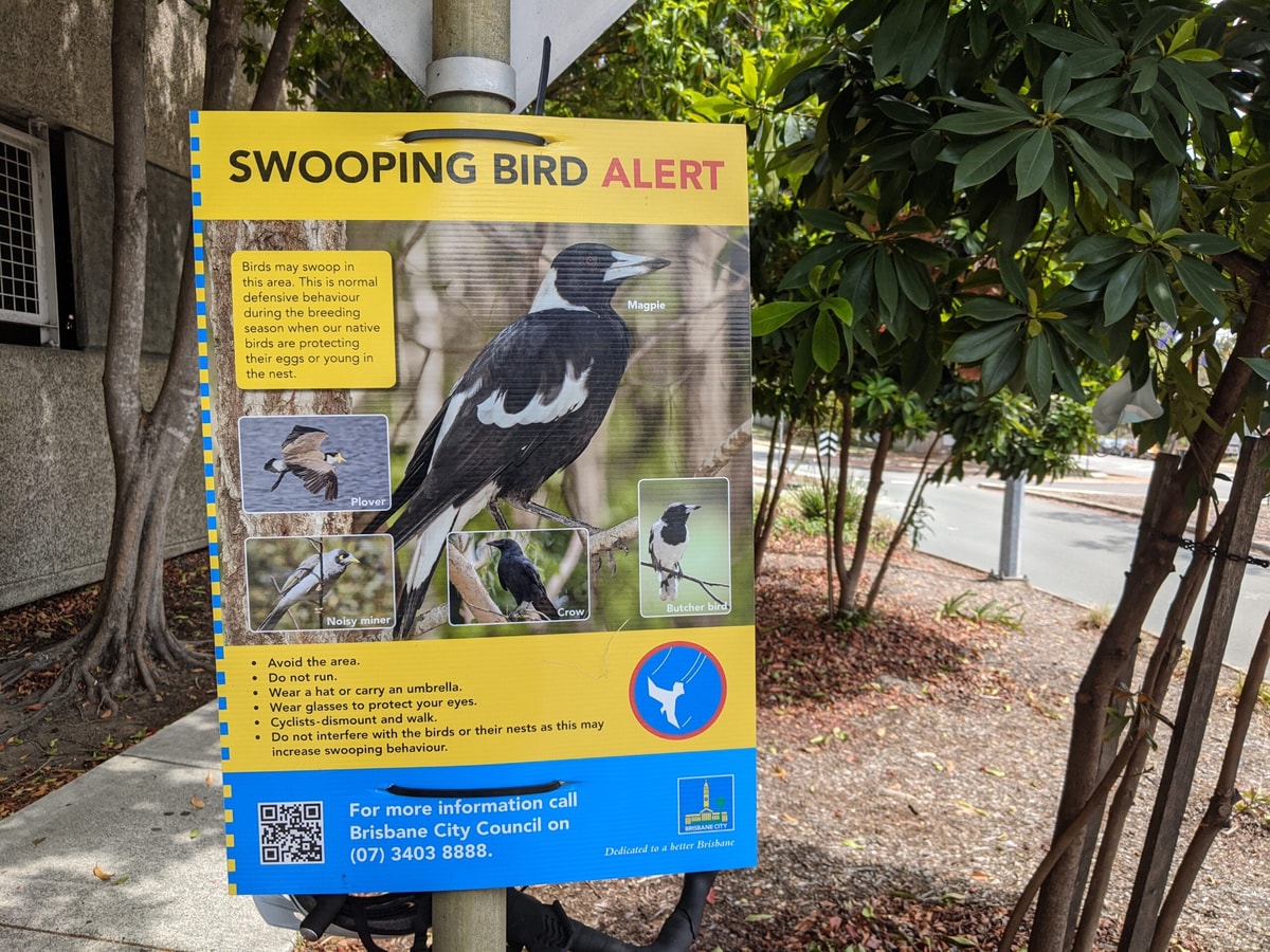 Swooping bird alert. Birds may swoop in this area. this is normal defensive behaviour during the breeding season when our native birds are protecting their eggs or young in the nest. Avoid the area. Do not run. Wear a hat or carry an umbrella. Wear glasses to protect your eyes. Cyclists dismount and walk. Do not interfere with the birds or their nests as this may increase swooping behaviour.