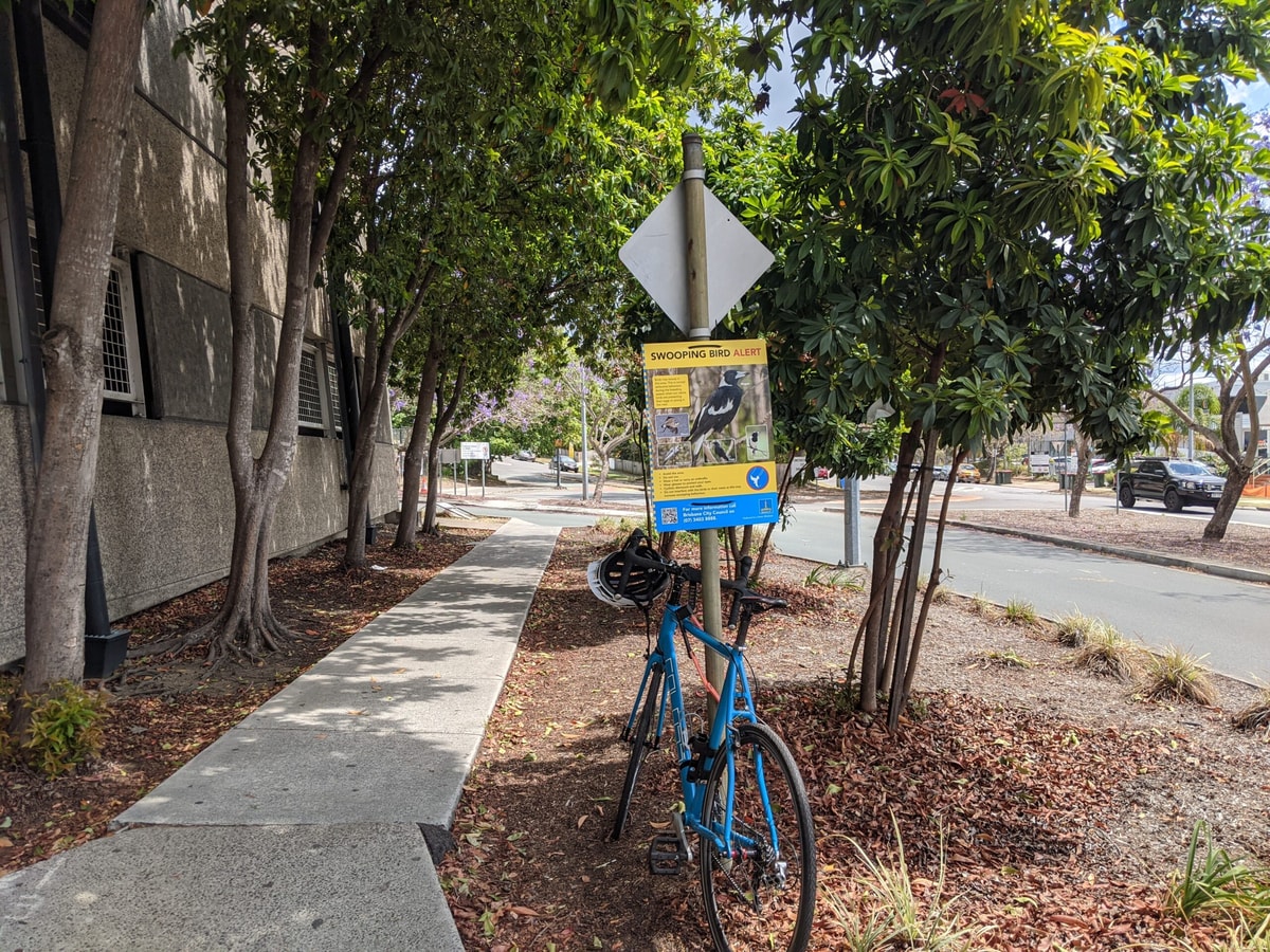 A blue bike tied up under a pole with a "swooping bird alert" sign.
