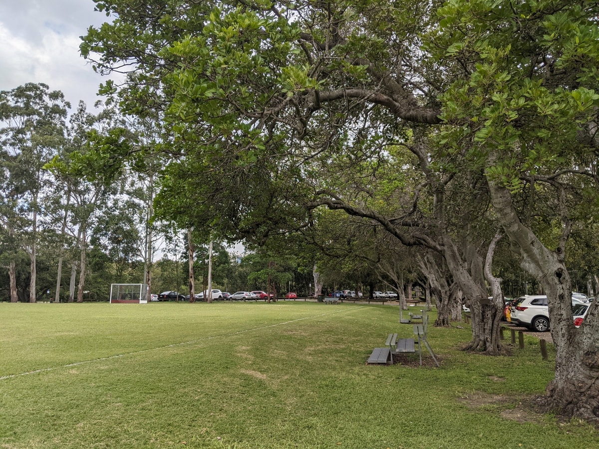 The beautiful old fig trees, or at least I think they're fig trees, along the sides of the field. A couple of bleachers, and a soccer goal in the distance.