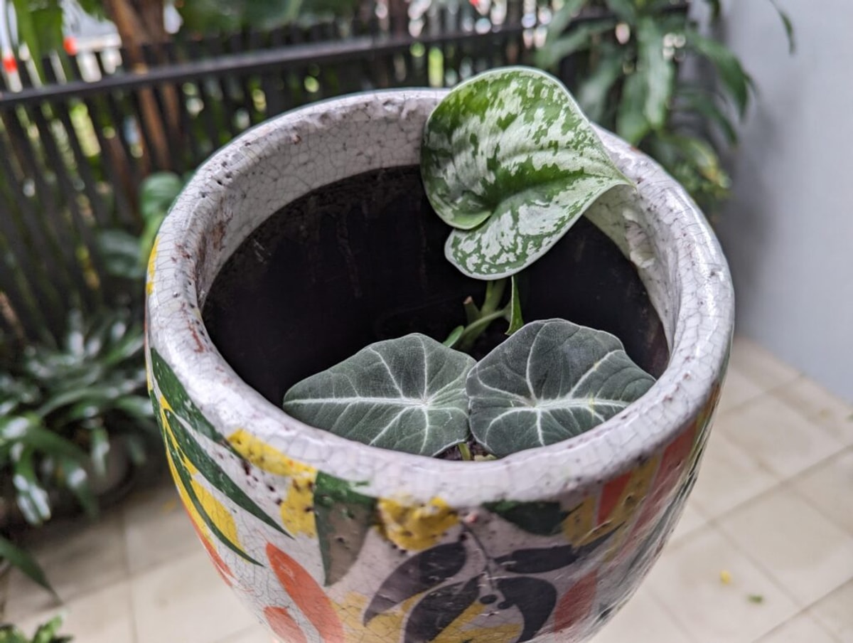 A brightly coloured pot with a couple of grean leafies inside.