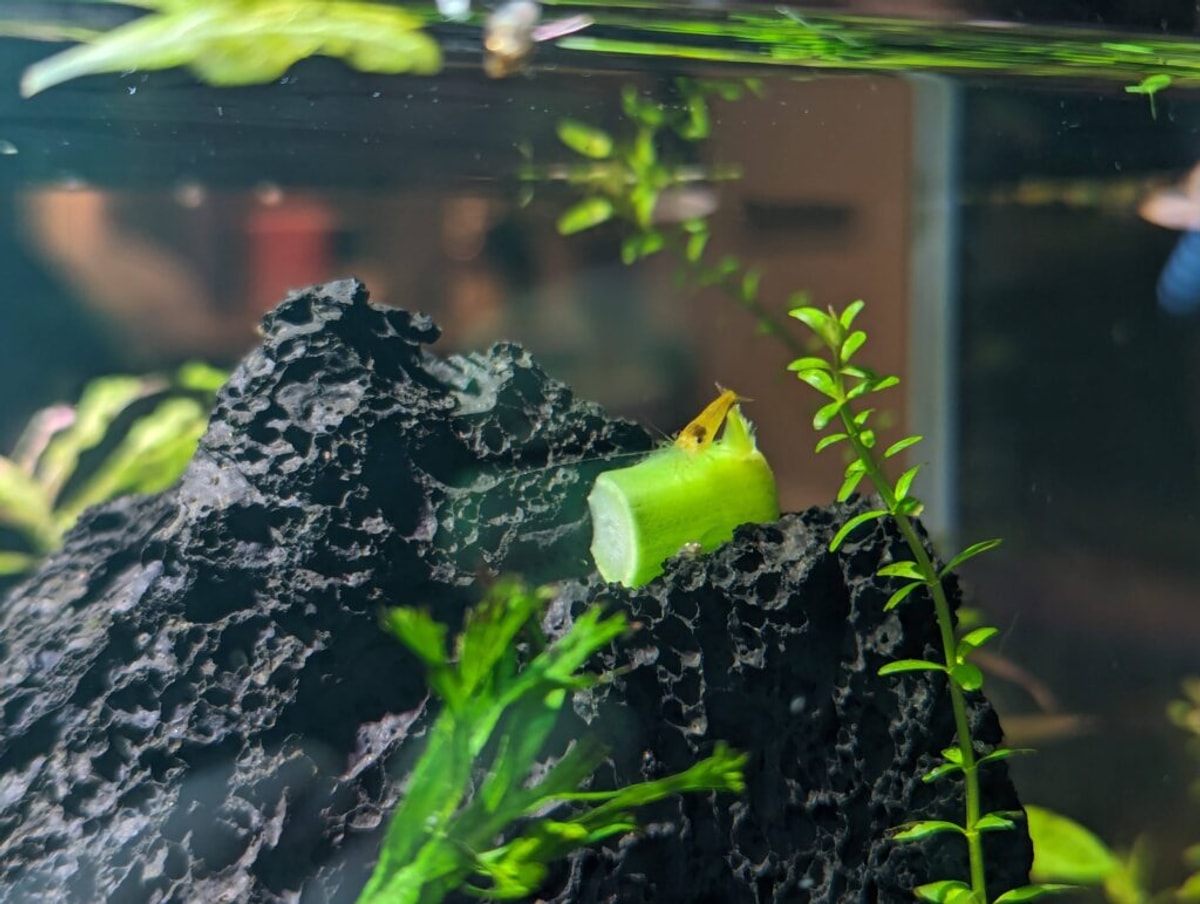 A yellow shrimp enjoying some broccolini