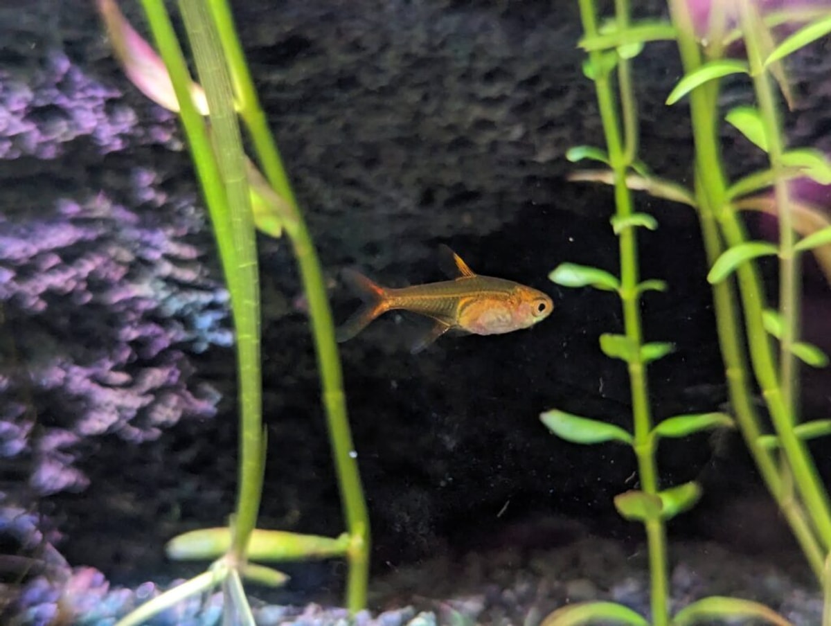An ember tetra swims past. It's orange like a goldfish but you can almost see through its body.