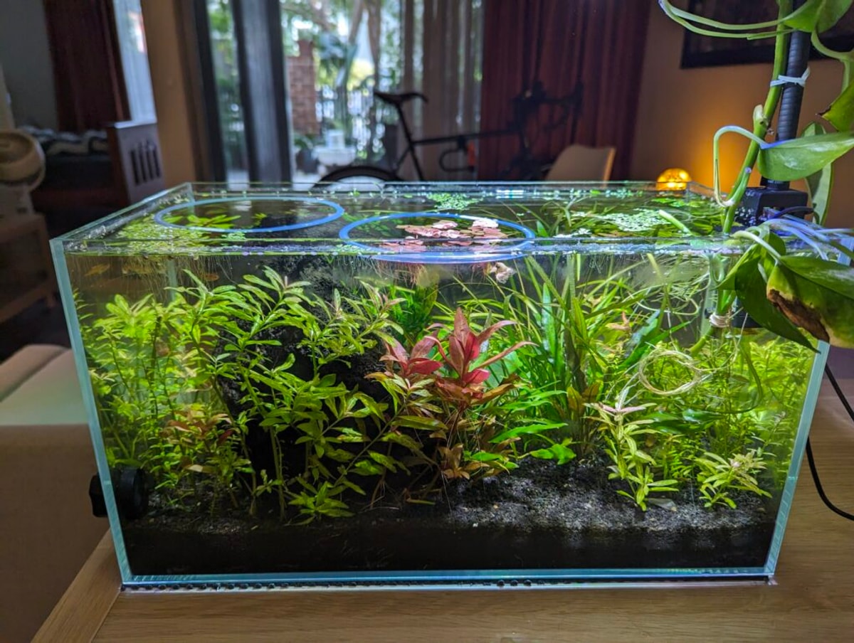 There's a lot less duckweed on top, and the aquarium looks a lot clearer.