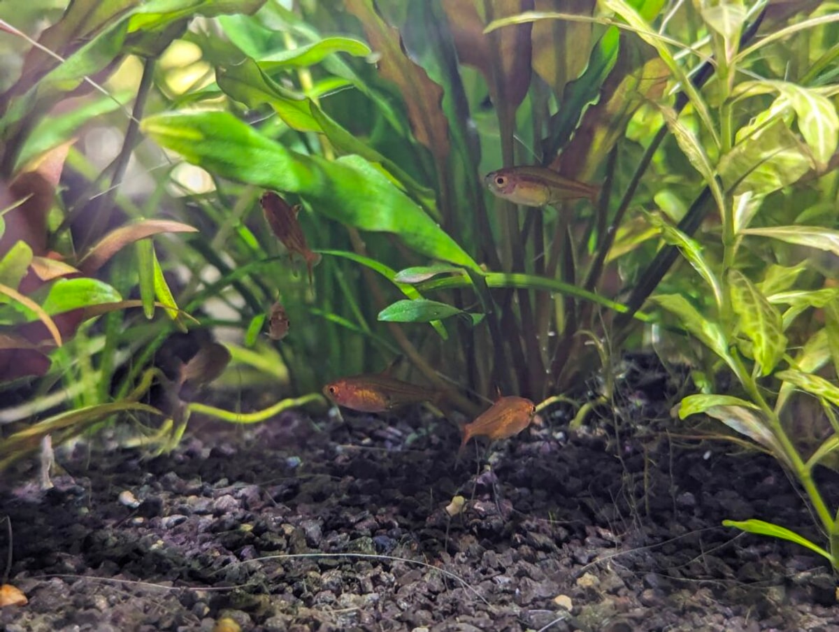 little golden tetras schooling under a cryptocoryne plant.