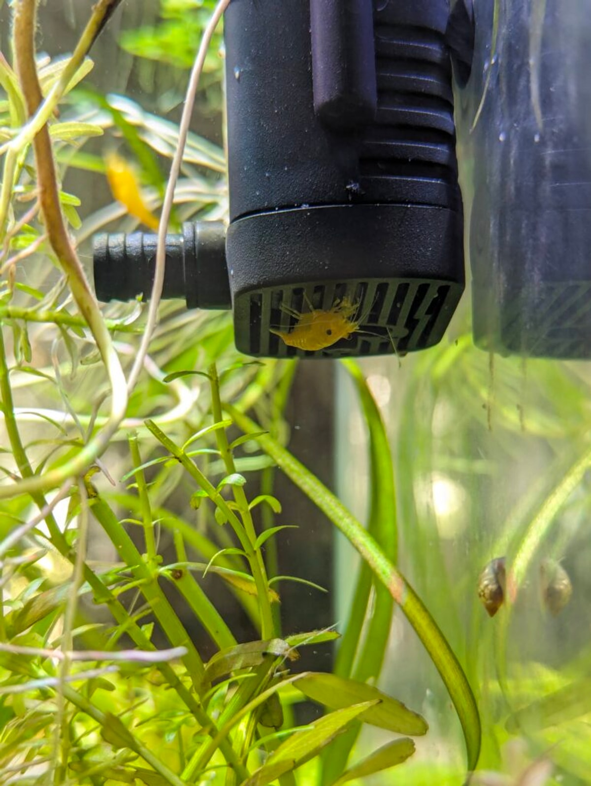 A little yellow shrimp on the underside of a tiny black pump