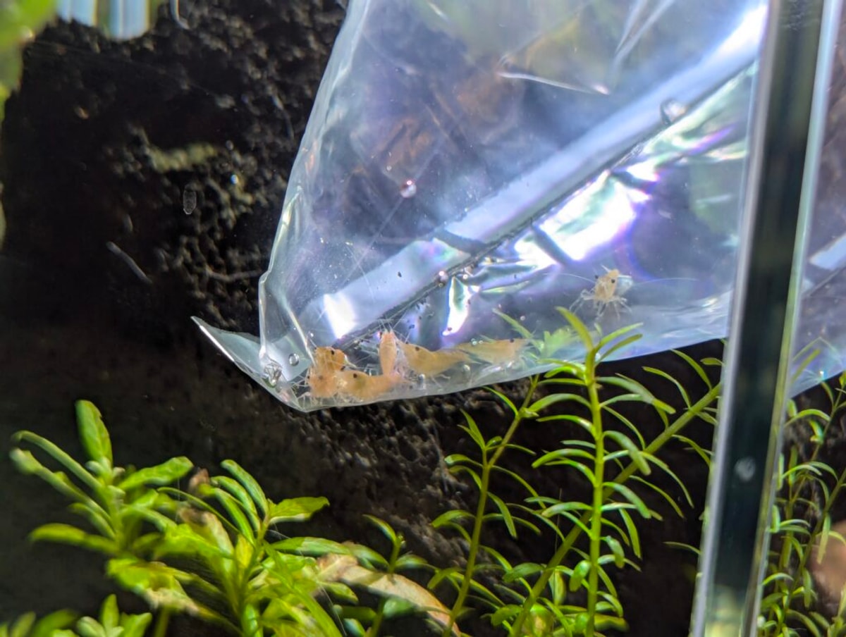 A crowd of little yellow shrimp in a plastic bag, all looking at the camera