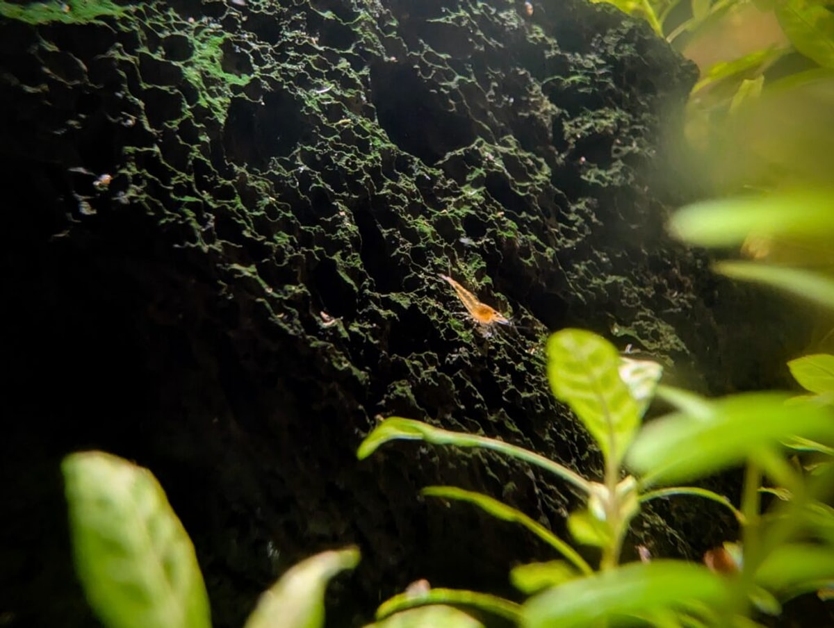 A teeny tiny shrimp sits on a big black rock, with plants in the foreground for reference.