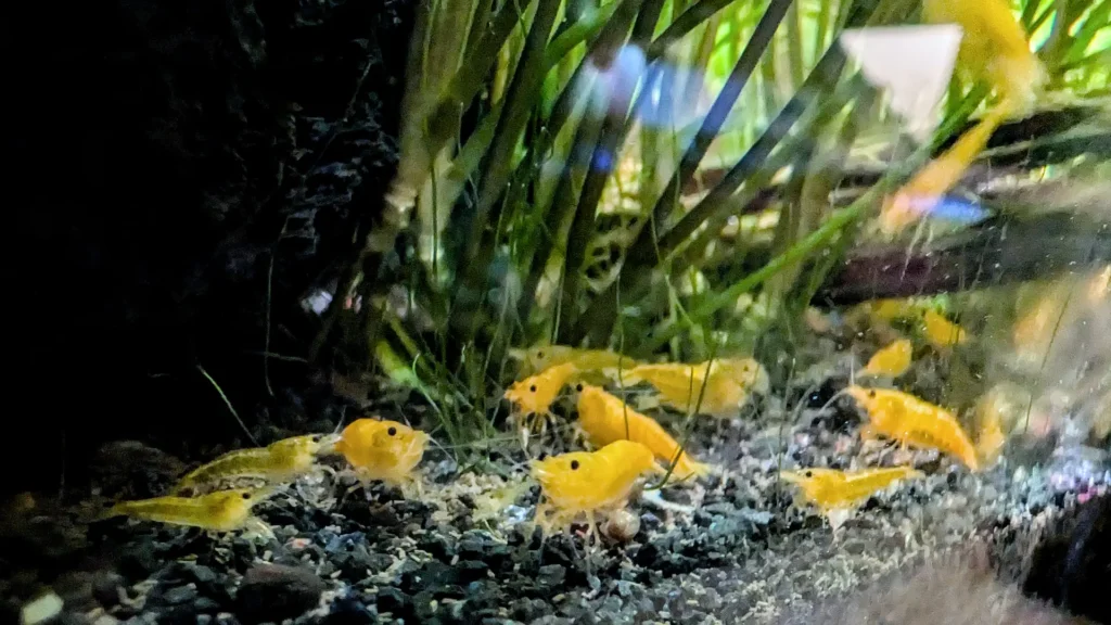 a bunch of bright yellow cherry shrimp hanging out in the bottom of the tank, hoovering up fish flakes that fell to the bottom.