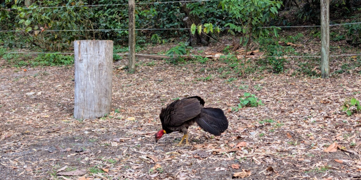 A scruffy bush turkey pecks at the ground